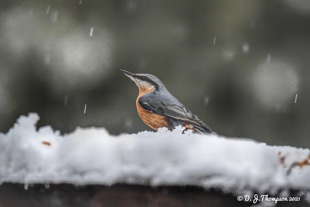 What a lovely bird in the snow. From Darren Thompson.