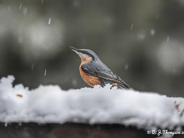 What a lovely bird in the snow. From Darren Thompson.