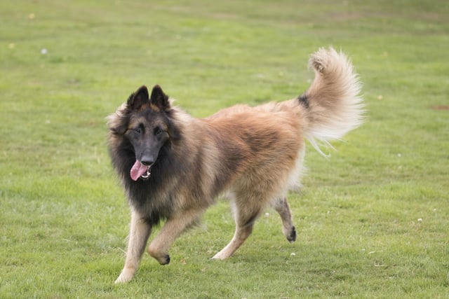 The Belgian Tervuren is elegant, agile and extremely affectionate with loved ones (Photo: Shutterstock)