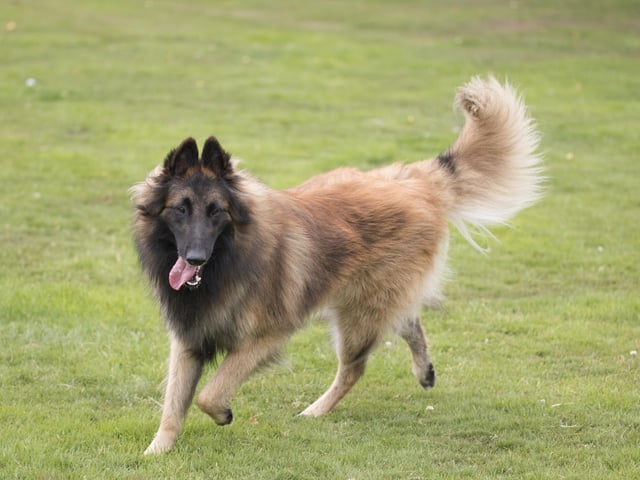 The Belgian Tervuren is elegant, agile and extremely affectionate with loved ones (Photo: Shutterstock)