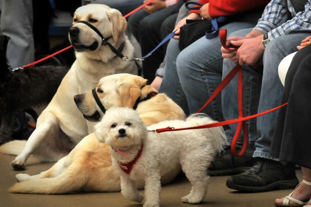 All eyes on the camera in this fun scene from the dog show at My Pet Stop in Follingsby Lane, Washington in 2014.