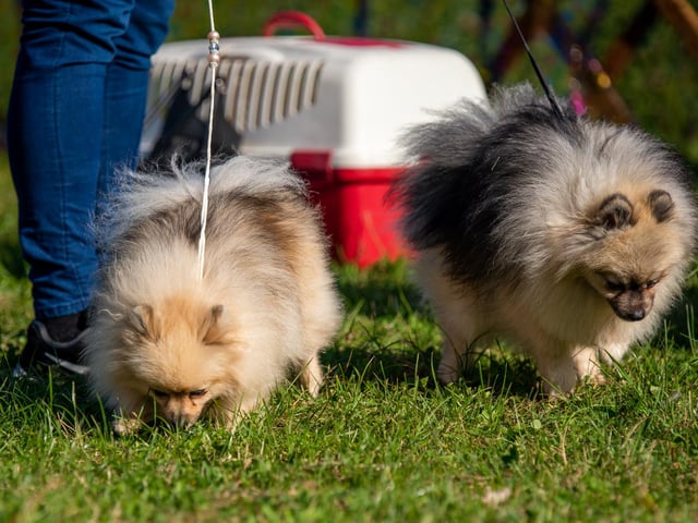 Did your dogs win a prize at the show?
