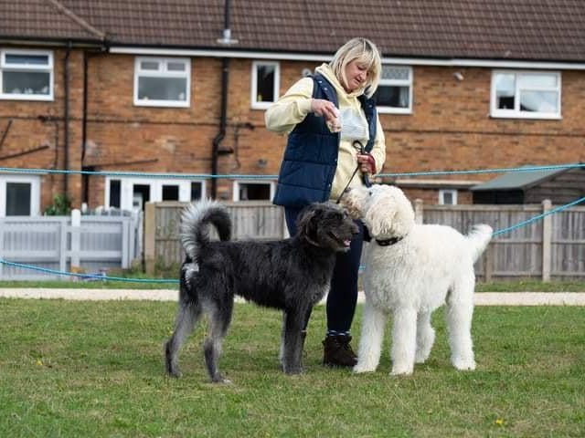 Dogs competed in a number of different classes, with something for everyone.