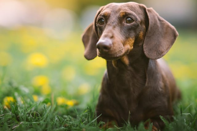 While they may look small and cute, a large number of Dachshund owners reported their furry friends causing damage in their homes, with an average annual cost of £177.