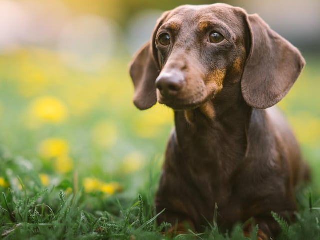 While they may look small and cute, a large number of Dachshund owners reported their furry friends causing damage in their homes, with an average annual cost of £177.