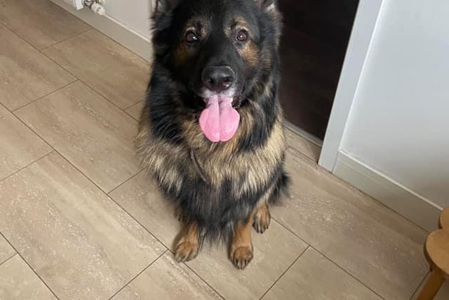 A gorgeous German Shepard shared by Kate Davies-Hartshorn.