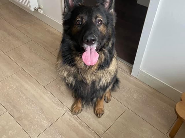 A gorgeous German Shepard shared by Kate Davies-Hartshorn.