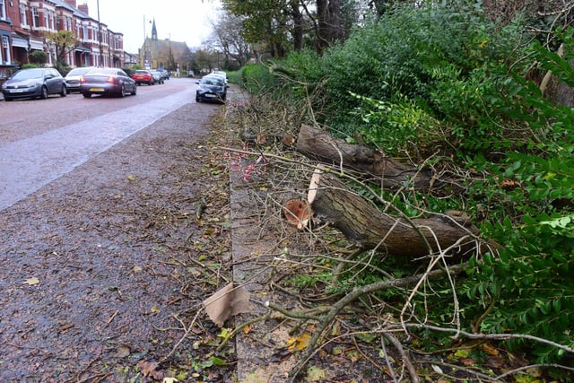 Trees and plants were left in pieces in Park Parade Roker.