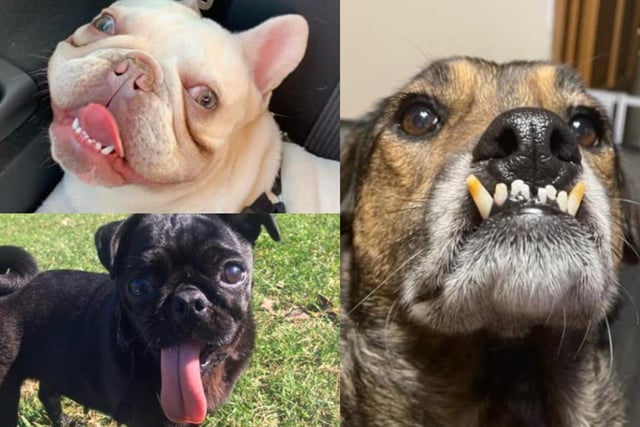 We asked for photos of Sheffield's 'ugliest' dogs, ahead of Crufts, and here are some of the pictures readers shared. Of course, all these dogs are beautiful in their own way