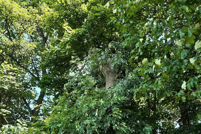 An ash tree in Graves Park, Sheffield that ecologist, Emeritus Professor Ian Rotherham, points out as suffering from environmental stress, rather than ash dieback. He says that after being topped it is growing more vigorously