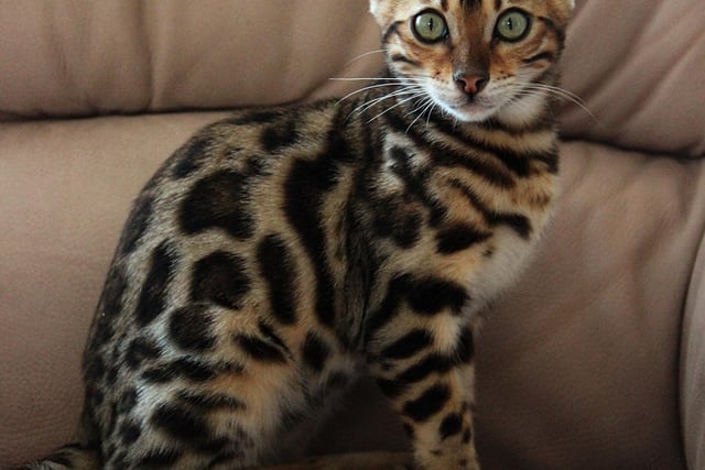 The leopard-like Bengal cats have sleek, shiny fur that often has the same texture as silk.