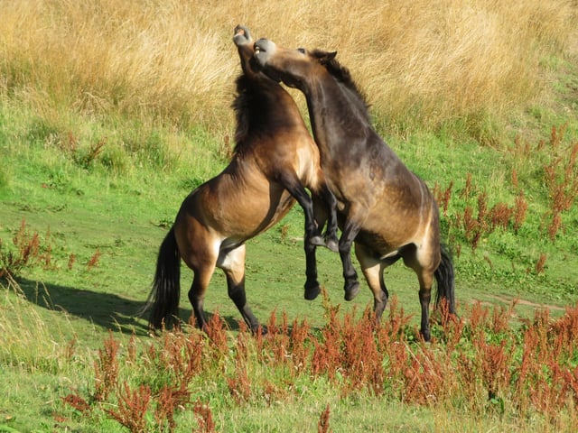 Two playful Exmoor ponies half way up North Berwick Law.  

