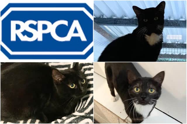 These are the cats who are still looking for a home at the RSPCA's Sunderland, Hartlepool & South Tyneside Branch.