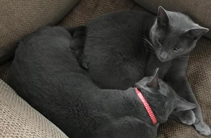 Sue Coupe posts this photo of these adorable grey cats.