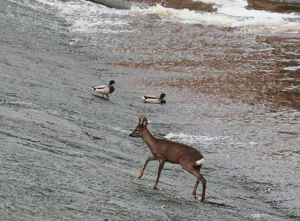 A deer in the River Don at Kelham Island, Sheffield (pic: @thisishalex)