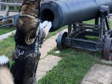 Benji enjoying a walk out in Southsea. Picture: Annie Hoare