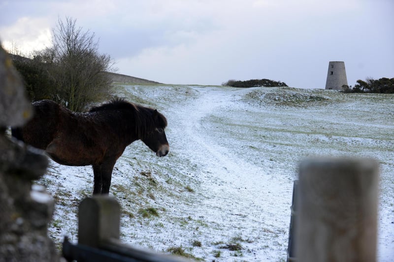A horse was found on a snowy Cleadon Hills in South Shields.