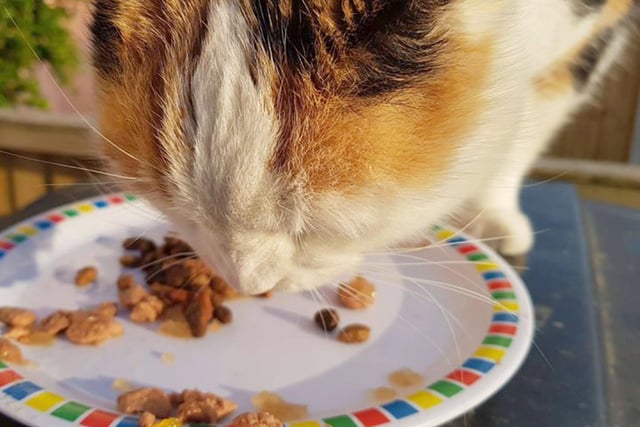 Tina Helme, from Gosport, sent in this picture of her cat Chinny eating her dinner.