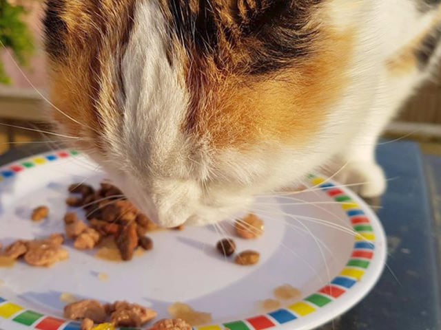 Tina Helme, from Gosport, sent in this picture of her cat Chinny eating her dinner.