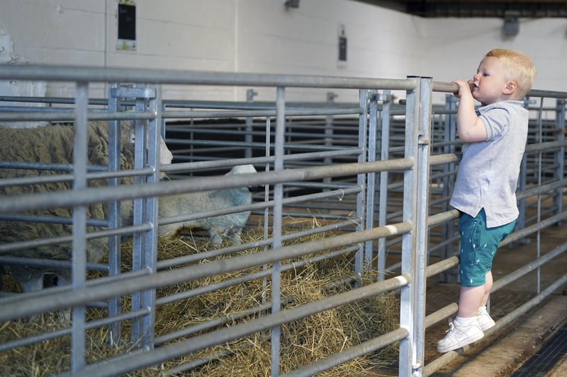 Two-year-old Freddie Grantham at Graves Park Animal Farm when it reopened to the public