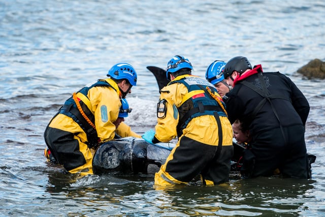 Coast guard and marine experts try to rescue a beached pilot whale in the River Forth n September 2013