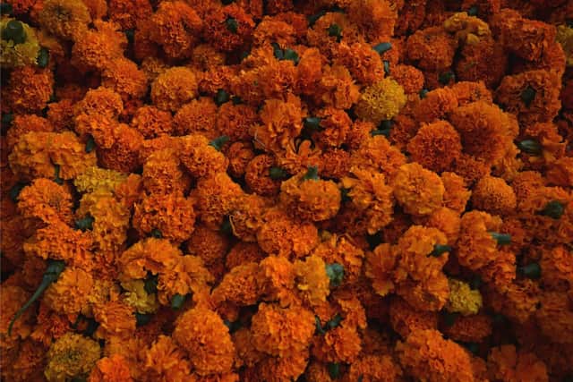 A riot of gold, by Indigo Larmour, known as Indy, who won the Young Travel Photographer of the Year award aged just 12, is one of the photos being sold to to support India's response to the Covid crisis