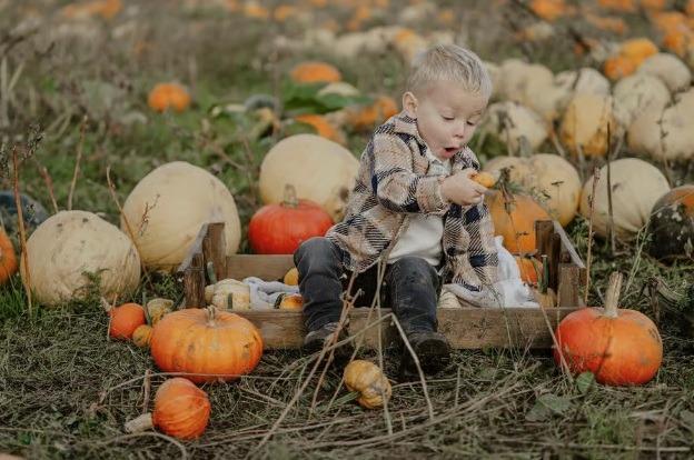This popular pumpkin picking patch welcomes visitors on Saturdays and Sundays from October 3 to 18, then every day from October 22, from 9am until 5pm. There are farm animals to see and a picnic area. A licensed bar will be available every weekend from October 10. TIckets for pumpkin picking on Saturdays and Sundays cost £3 for adults and children over 12 (children under 12 go free) ~ tickets do not include a pumpkin. Tickets won't be released for the weekend of October 24 and 25 until later in the month as they are dependent on the stock of remaining pumpkins.