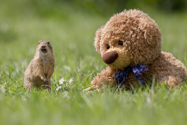 John James the teddy bear meets a ground squirrel.
These adorable teddy bears could be the world's most well-travelled cuddly toys - as their photographer owner has chronicled their adventures in 27 different countries. Christian Kneidinger, 57, has been travelling with his teddy bears, named John and Bob since 2014 - and his taken them to some of the world's most famous landmarks. The teddy bears have dressed up in traditional Emirati clothing to visit the Sultan's Palace in Oman, and have braved the cold on a glacier on Lofoten Island in Norway.