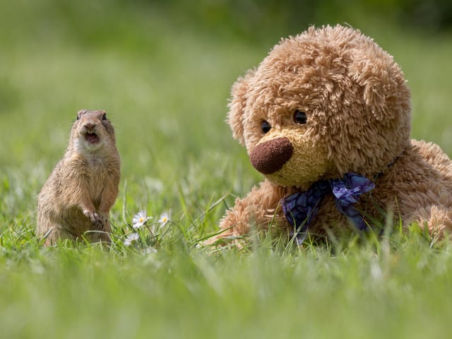 John James the teddy bear meets a ground squirrel.
These adorable teddy bears could be the world's most well-travelled cuddly toys - as their photographer owner has chronicled their adventures in 27 different countries. Christian Kneidinger, 57, has been travelling with his teddy bears, named John and Bob since 2014 - and his taken them to some of the world's most famous landmarks. The teddy bears have dressed up in traditional Emirati clothing to visit the Sultan's Palace in Oman, and have braved the cold on a glacier on Lofoten Island in Norway.