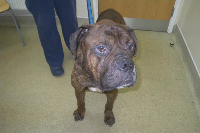 Sheffield couple banned from keeping animals after dog found in ...