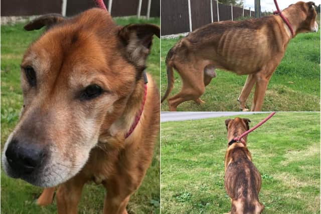 This emaciated dog found in Sheffield later died