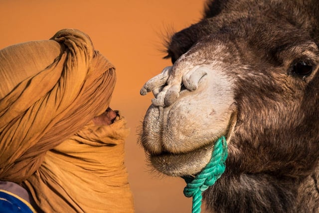 Me and My Camel by Laine Baker.