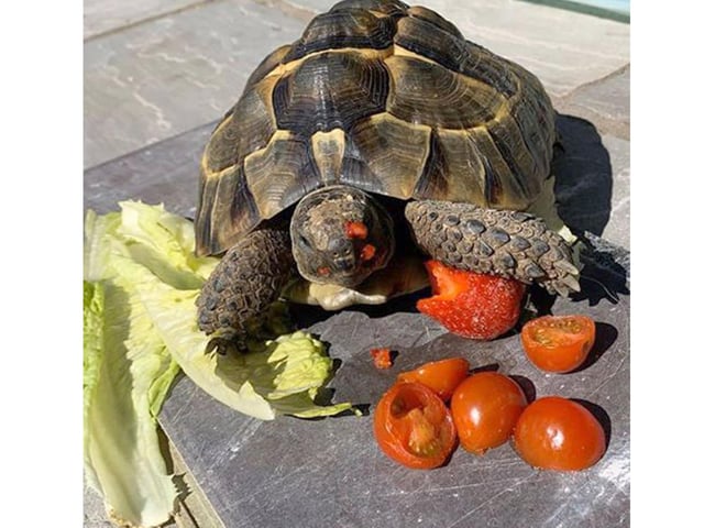 Charlotte Everest, from Portsmouth, sent in this picture of her tortoise Michelangelo enjoying his food - and making a mess!