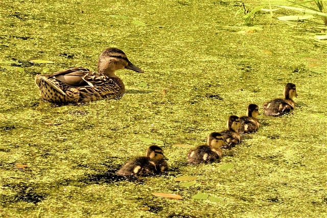 On a visit to Cockenzie House East Lothian i took this shot of a Mallard and her Ducklings swimming  in the pond .