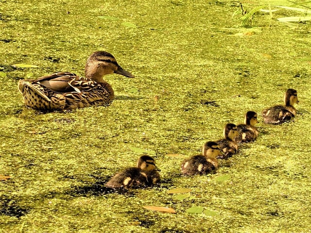 On a visit to Cockenzie House East Lothian i took this shot of a Mallard and her Ducklings swimming in the pond .