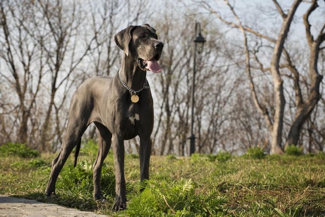 Although the great dane may be a large dog, this doesn’t make it any less loving. This breed is one of the best-natured dogs, boasting a gentle, playful and affectionate personality (Photo: Shutterstock)