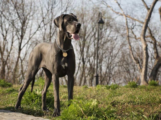 Although the great dane may be a large dog, this doesn’t make it any less loving. This breed is one of the best-natured dogs, boasting a gentle, playful and affectionate personality (Photo: Shutterstock)