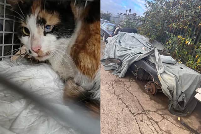 Sheffield charity Cat-Ching rescued this mother cat and her six kittens from a rusted car on a Mexborough industrial estate.