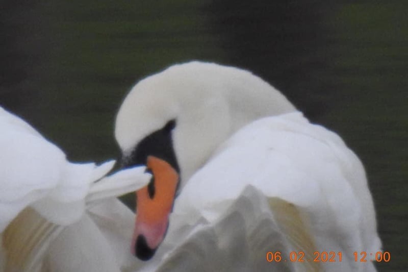 Paul sent in this lovely picture of a swan.
