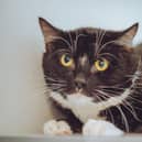 Gremlin is a two-year-old shy boy who, once used to his environment, likes human contact and being fussed. He is an indoor cat who need a quiet and patient home where he can settle.