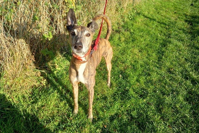 Terrific Toby is a handsome boy who loves a good run around and a quick ear scratch.