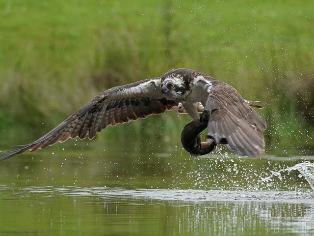 These incredible images capture the moment an osprey makes a successful catch in Aviemore, Scottish Highlands. A sharp eyed photographer captured the moment an osprey rises from the water clutching its next meal. Alan Wemyss, 55, snapped the majestic bird soaring over the water before it dipped its talons in and grabbed a fish. The osprey's huge wingspan and piercing yellow eyes can be seen in the dramatic shots as it carries off the catch. Alan, a joiner, took the pictures in Aviemore, Scottish Highlands and said the birds began fishing as the sun came up.