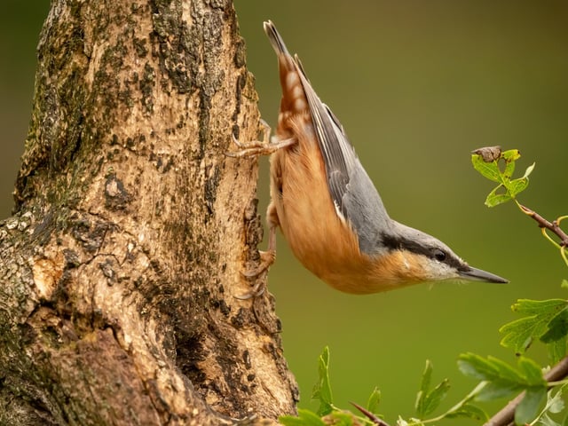 Sharp eyed and with a sharp beak this Nuthatch stares me out as it hunts for food on a tree in my back garden in the Scottish Borders.