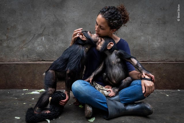 Brent Stirton (South Africa) profiles a rehabilitation centre caring for chimpanzees orphaned by the bushmeat trade. The director of the centre sits with a newly rescued chimp as she slowly introduces it to the others. Young chimps are given one-to-one care to ease their psychological and physical trauma. These chimps are lucky. Less than one in ten are rescued after having seen the adults in their group killed for meat. Most have experienced starvation and suffering.