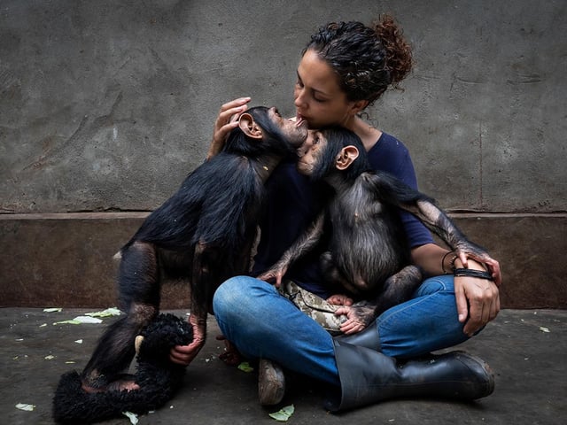 Brent Stirton (South Africa) profiles a rehabilitation centre caring for chimpanzees orphaned by the bushmeat trade. The director of the centre sits with a newly rescued chimp as she slowly introduces it to the others. Young chimps are given one-to-one care to ease their psychological and physical trauma. These chimps are lucky. Less than one in ten are rescued after having seen the adults in their group killed for meat. Most have experienced starvation and suffering.