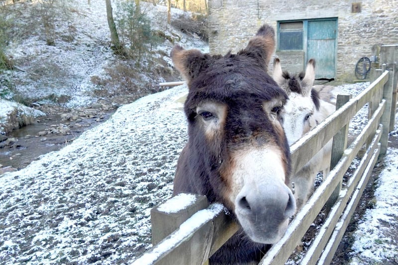 Despite the cold weather, these donkeys in County Durham still seemed to be enjoying themselves.