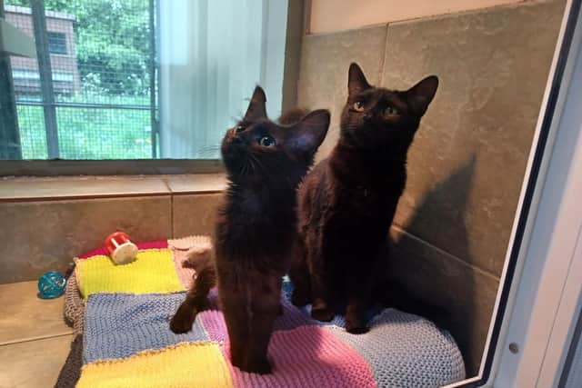 The longest-stay feline residents are Desmond and Reginald; this playful pair, are on the lookout for their new home together.