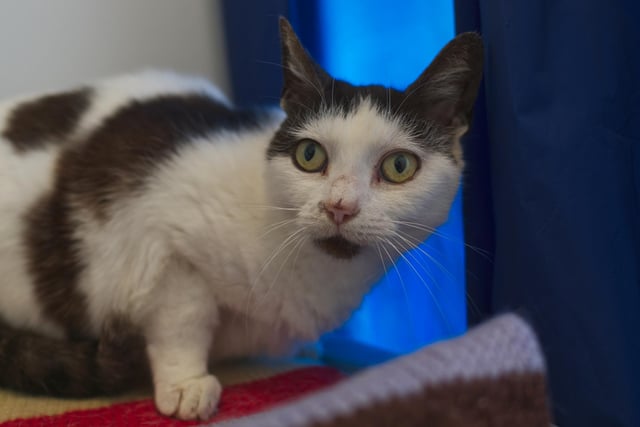 Letty - although 10 years old, this lovely lady can be a little reserved at first and it takes a little time and patience for you to earn her trust.  That being said, she is a lovely sweet mature cat.