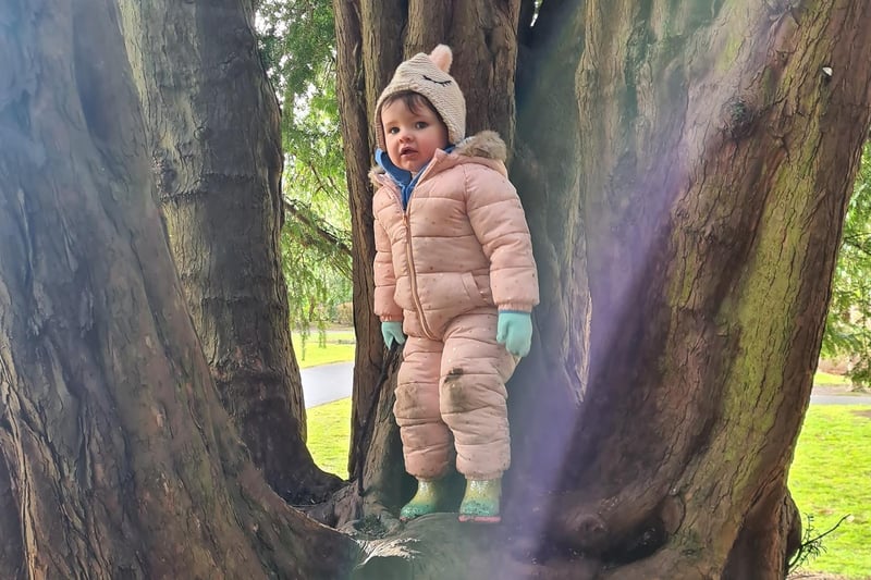 Michelle Russell took this picture of her daughter in a tree in Dollar Park.