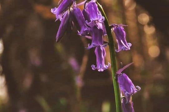 Deep purple bluebell from  @si_s_place